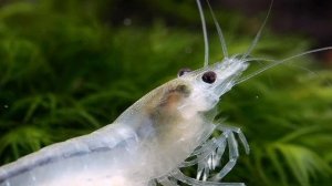 СОВМЕСТИМОСТЬ КРЕВЕТОК И РЫБОК В АКВАРИУМЕ