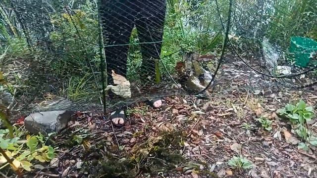 пару линей и рачки на вершу смотреть онлайн