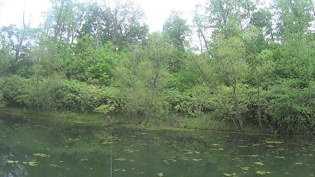 Top water frog action , determined ! смотреть онлайн