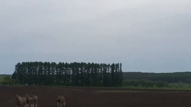 4 Лося выбежали на дорогу. Иглино. 01.06.2017