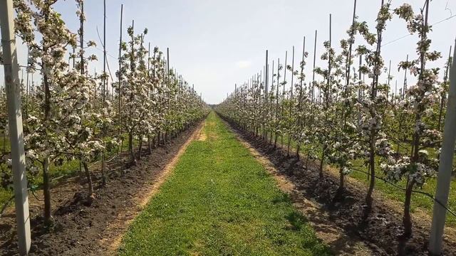 Один лишь раз сады цветут! смотреть онлайн
