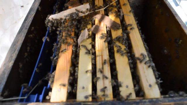 Осенний слёт пчёл смотреть онлайн