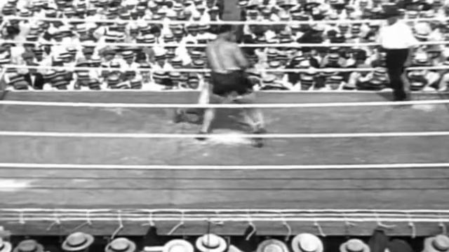 Солнышко Демпси - Dempsey Roll Best Quality