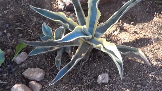 The Plant Traveller: Agave gypsophila 'Ivory Curls' Attractive Variegate смотреть онлайн