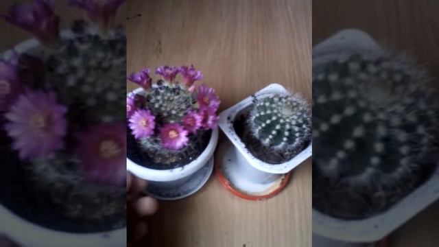 Уход за кактусами смотреть онлайн