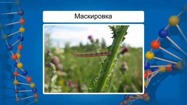 Результаты эволюции: многообразие видов и приспособленность организмов к среде обитания. Видеоурок смотреть онлайн