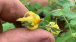 ОПЫЛЕНИЕ ТОМАТОВ ШМЕЛЯМИ