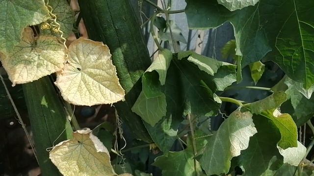 Люффа смотреть онлайн