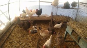 Яйцо застряло в яйцеводе, как помочь курице? Гулять курам в мороз или нет.