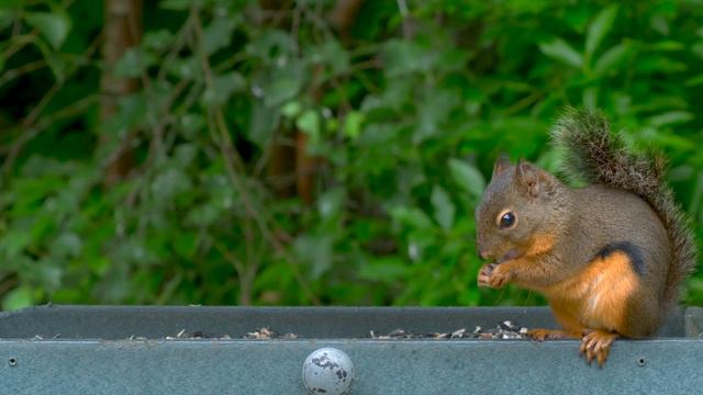 Cat TV🐧Birds for Cats to Watch😺Relax Your Pets, Beautiful Birds, Squirrels(4K UHD) смотреть онлайн