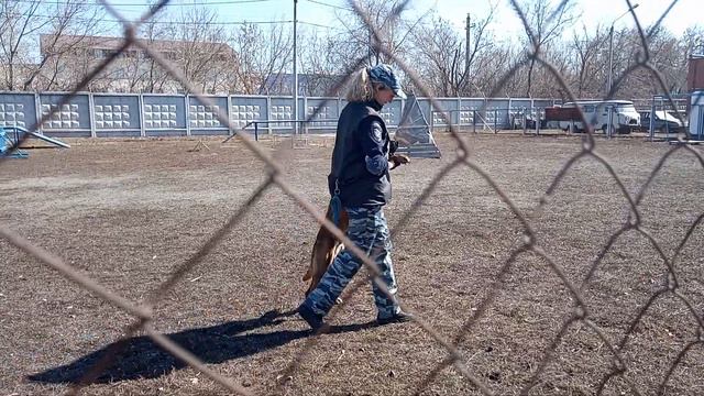 Кинологический центр Челябинск смотреть онлайн