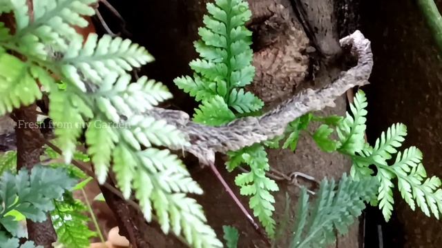 Rabbit's Foot Fern | Davallia Fejeensis