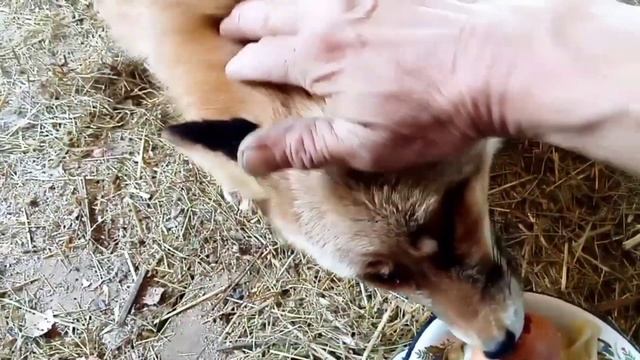 26. Сколько нужно времени чтобы дикая лиса разрешила себя погладить? Ответ - два года! смотреть онлайн