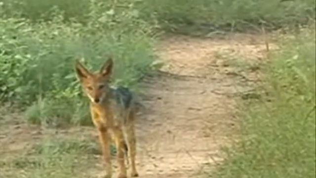 Black-backed Jackal смотреть онлайн