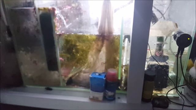 Aqua Reef 400: Update #6 - Detailed look under my tank смотреть онлайн