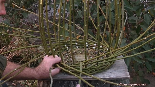 Плетение простой корзины ДВАДЦАТКА из лозы, ивового прута смотреть онлайн