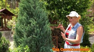 Срезали МОЖЖЕВЕЛЬНИК Moonglow.Какая причина? Что теперь будет? Изменился ли миксбордер.#Сад#Цветник