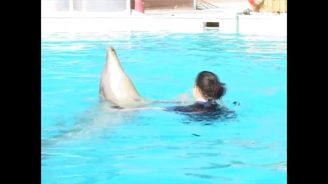 Swiming with dolphins Sharm El Sheikh, Egypt смотреть онлайн