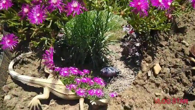 СОЛНЕЧНОЕ НАСТРОЕНИЕ))) смотреть онлайн