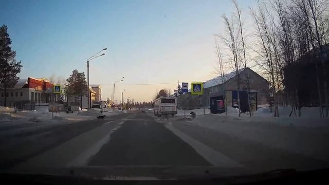Собаки пешеходы г. Ноябрьск смотреть онлайн