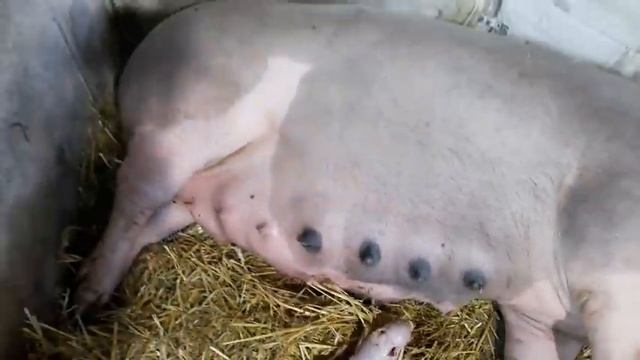 //Опорос з сюрпризом,такого ещё не было//Глория пойдет на Колбасу//???Милион в опасности?☝//