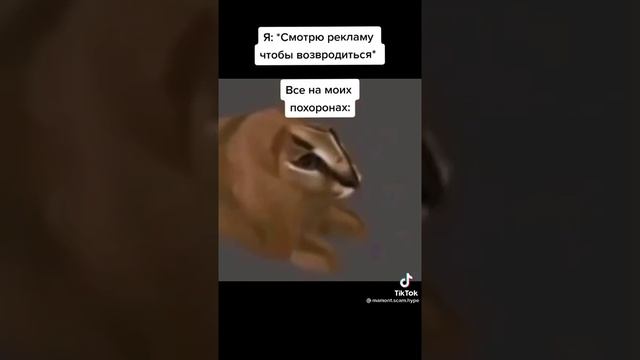 шлепа , рысь ,каракал смотреть онлайн