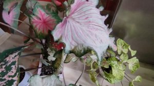 Полный обзор моих Каладиумов | Уход