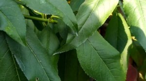 Персик PF 24-C Колд Харди Флеминг Фьюри (PF 24-C Cold Hardy Flamin' Fury)