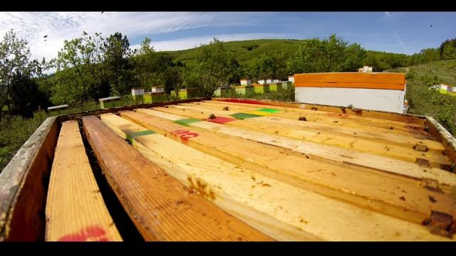 Bees React To Smoke (Stop Motion) смотреть онлайн