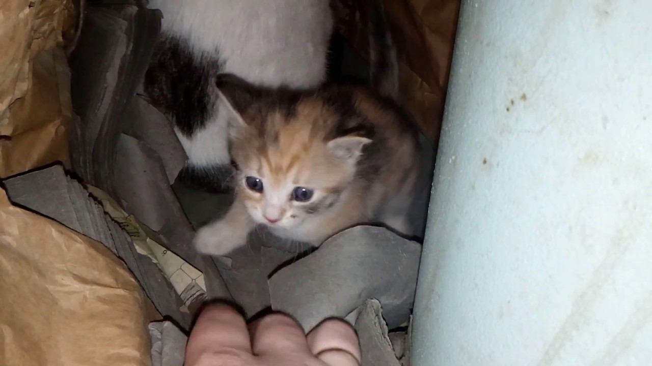 Кошка Муся и её котёнок, последние часы вместе. смотреть онлайн