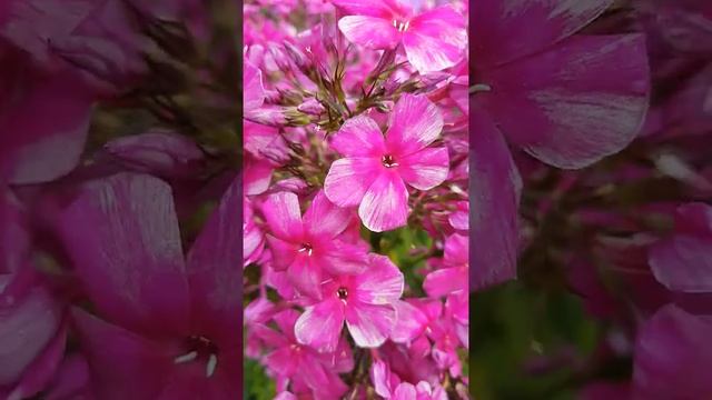 Флокс моей селекции Галина Вишневская смотреть онлайн