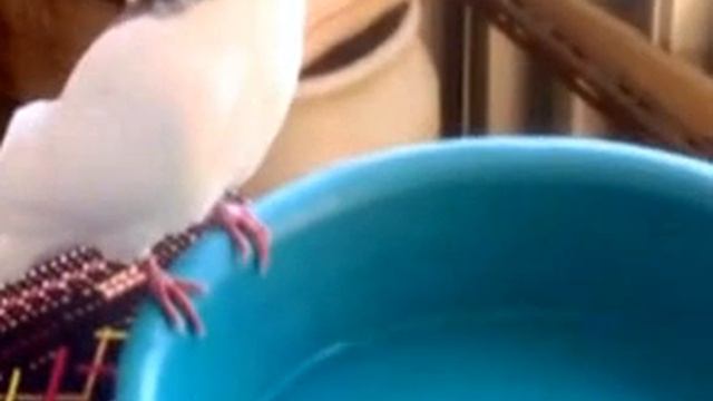 Белый голубь и тазик с водой -2 смотреть онлайн