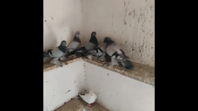 Голуби от Сирожа,Узбекистан г Сурхандарья, Порода голубей Термез,The Termez Pigeon Breed,Tauben!!!