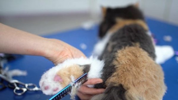 PERSIAN CAT GROOMING - So Lovely!❤️❤️