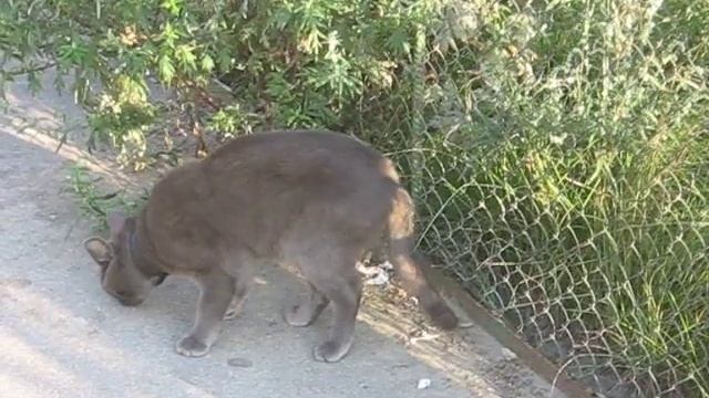 Латвия Рига кот ест 2007 лето смотреть онлайн