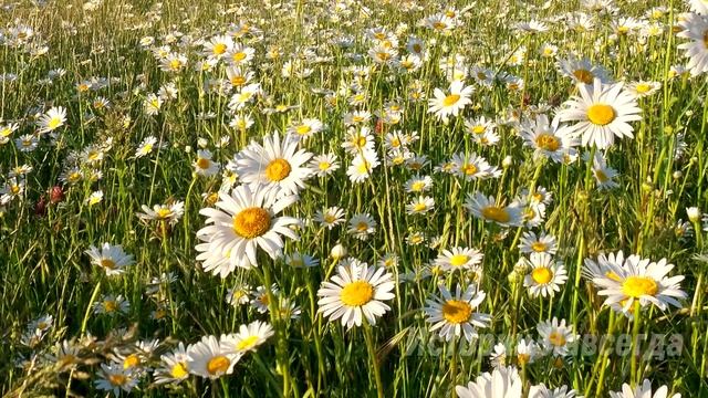Свекровь выставила невестку за порог. А спустя время, открыв письмо… смотреть онлайн