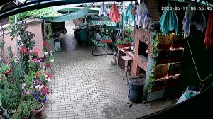 Дикий перепел/бедона#2