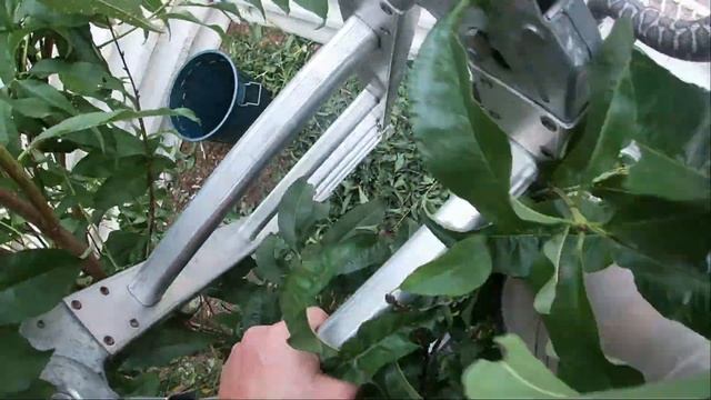 Southwest Carpet Python Relocation in Lower Chittering смотреть онлайн