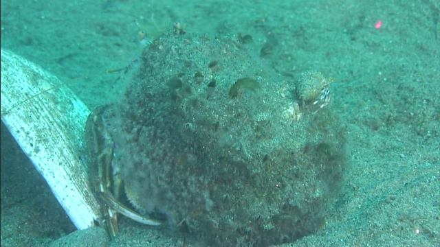 Рак-отшельник смотреть онлайн