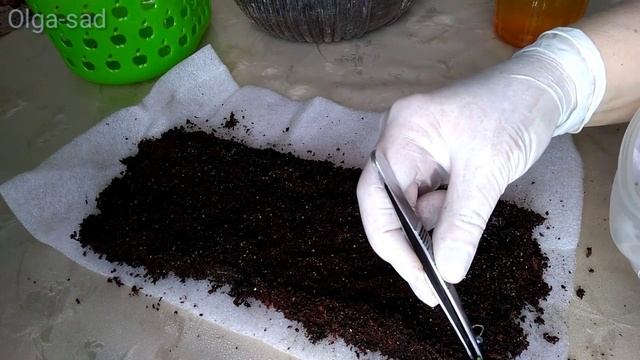 Мой способ посадки базилика смотреть онлайн