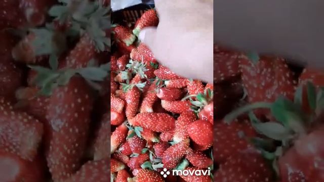 ? Земклуника " Купчиха"? смотреть онлайн