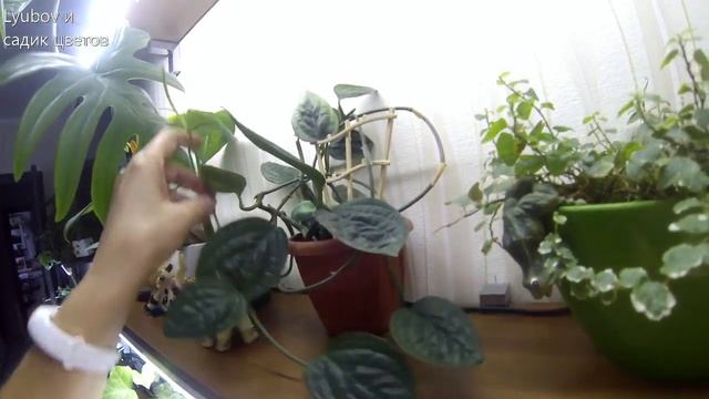 Комнатные цветы/Новинки коллекции/Обзор Аглаонем/Черный Замиокулькас смотреть онлайн