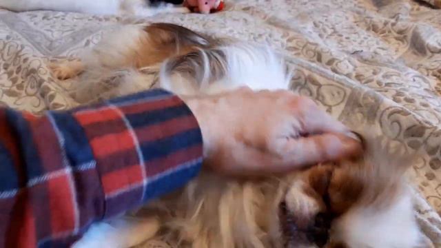 Японский Хин Мила 004 смотреть онлайн