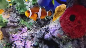 Аквариум/ Расслабление