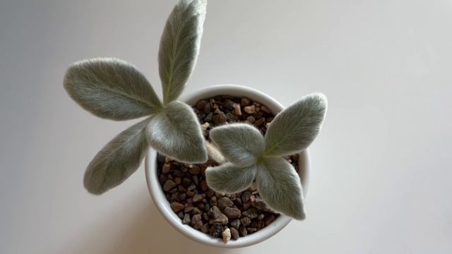 336: 12 Days Of Plantmas?‘22 | Spotlight Plant | Caudex Succulent, Sinningia Leucotricha +Care Tips