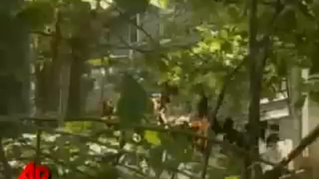 Insane kidnapper and Serial killer Mum смотреть онлайн