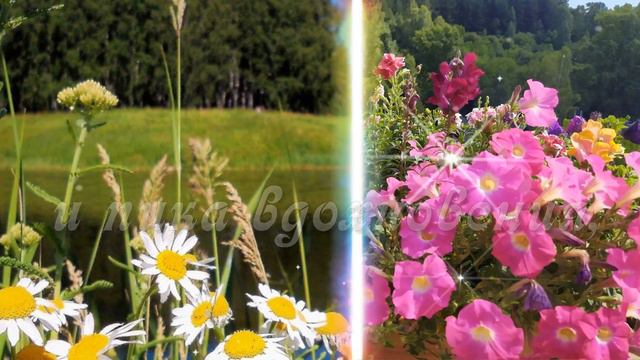 С Добрым утром! 🌸Желаю расцвета сил и пика вдохновения!🌸Good morning!🌸 смотреть онлайн