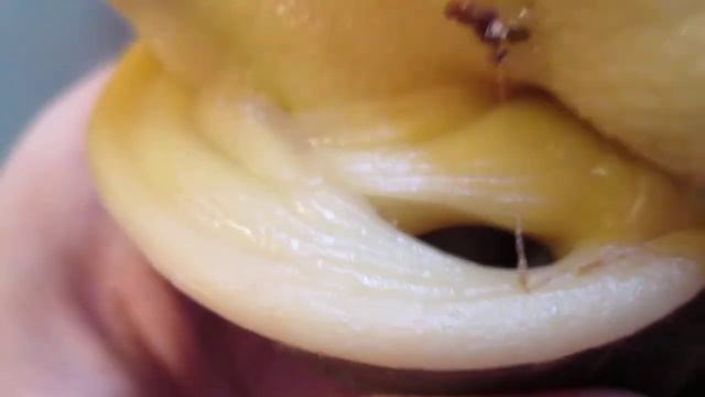 У улитки в дыхальце яйца.