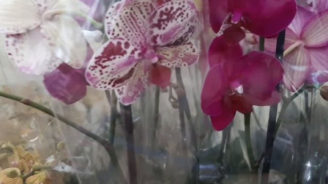 Моя новая орхидея.Магазин Царство цветов ( Махачкала).Попугаи и собакены. смотреть онлайн