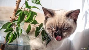 КОШКА ЕСТ ЦВЕТЫ. Как отучить кошку есть цветы?